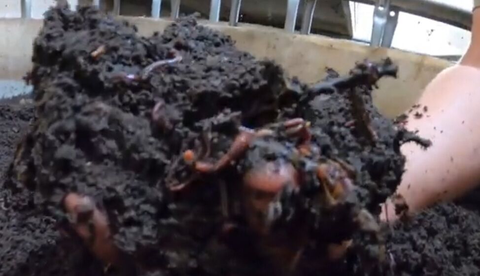 New compost - worms.jpg