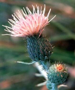 Pitcher's Dune Thistle