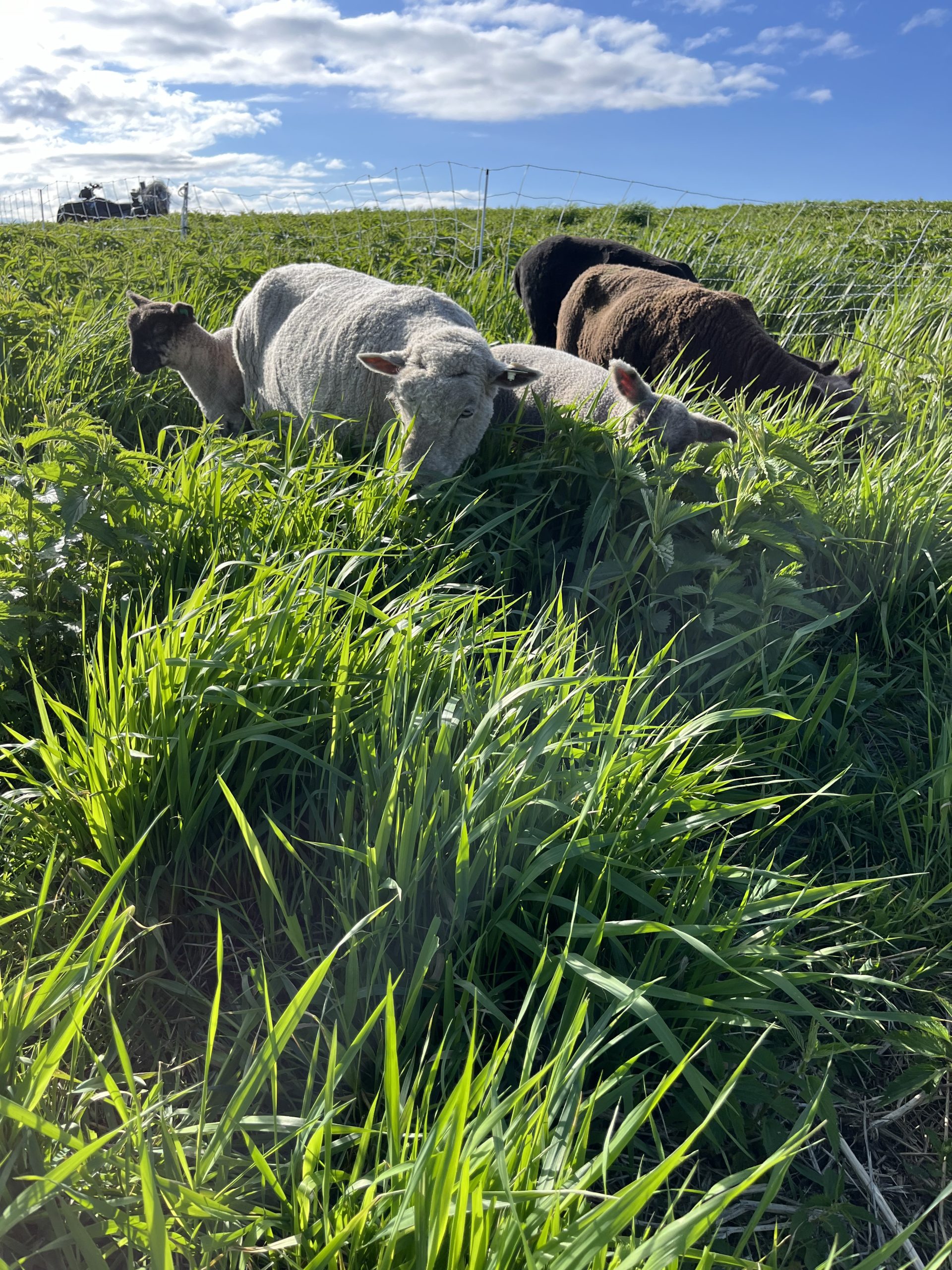 renard island _ sheep (1).JPEG