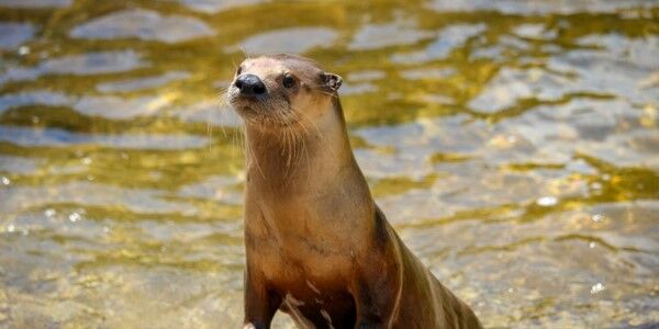 NEW Zoo otter