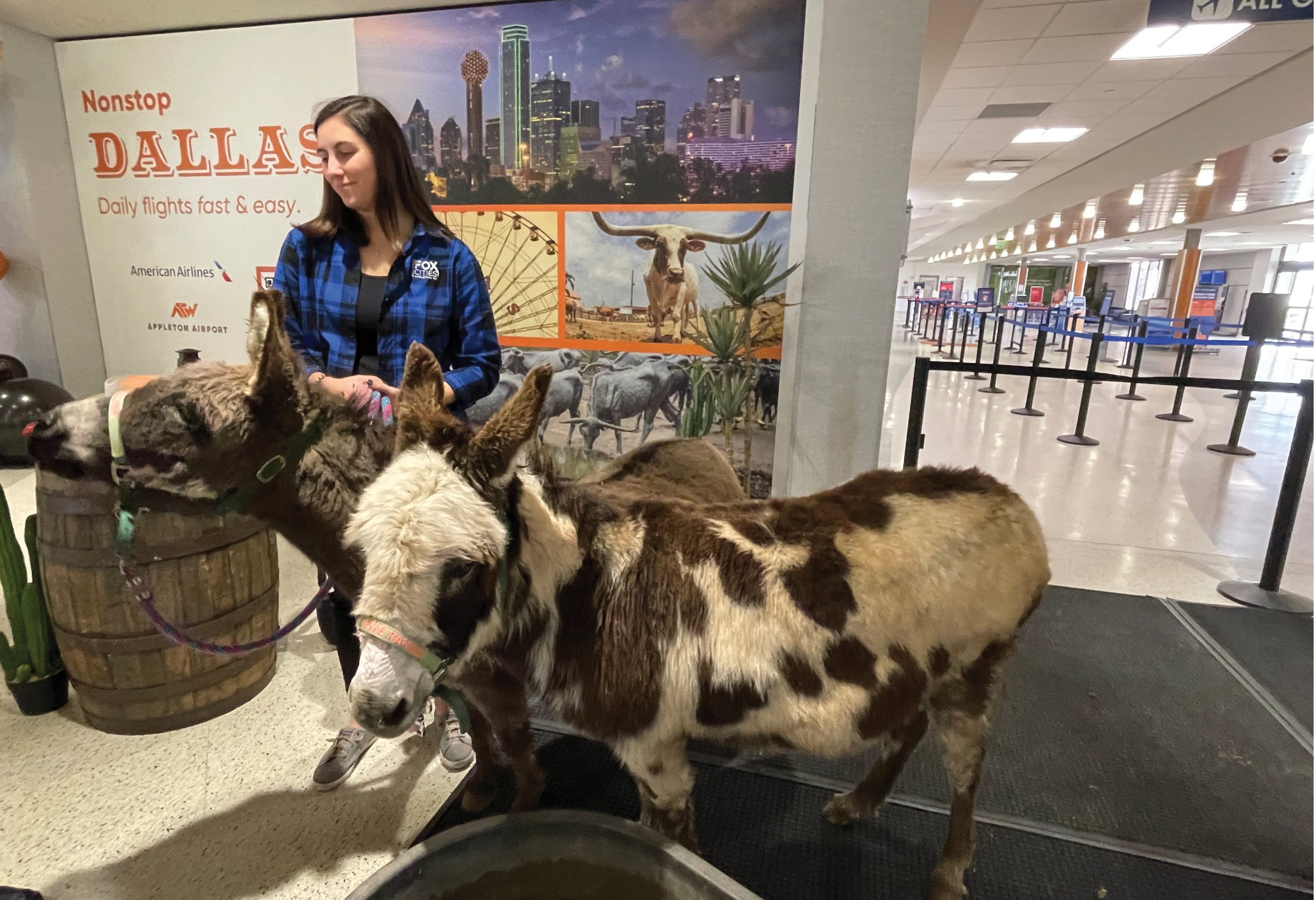 When ATW announced its direct-to-Dallas flight through American Airlines in 2023, its Texas-sized promotion included visits from ranch friends, including these mini-donkeys, shown with former Fox Cities Convention & Visitors Bureau marketing & communications manager Maddie Jack.