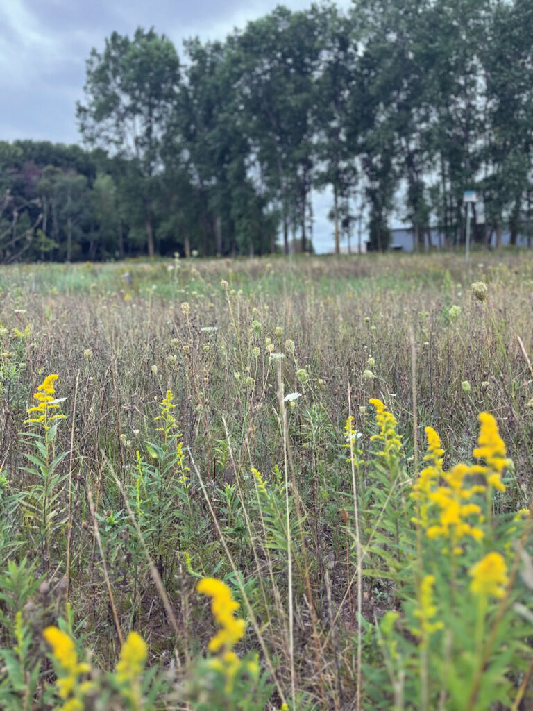 Winsert has developed native habitat on its property in Marinette to improve biodiversity.