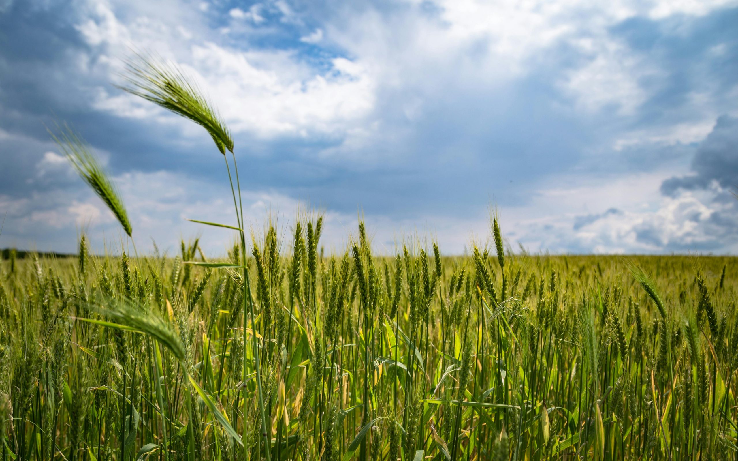 Cornfield