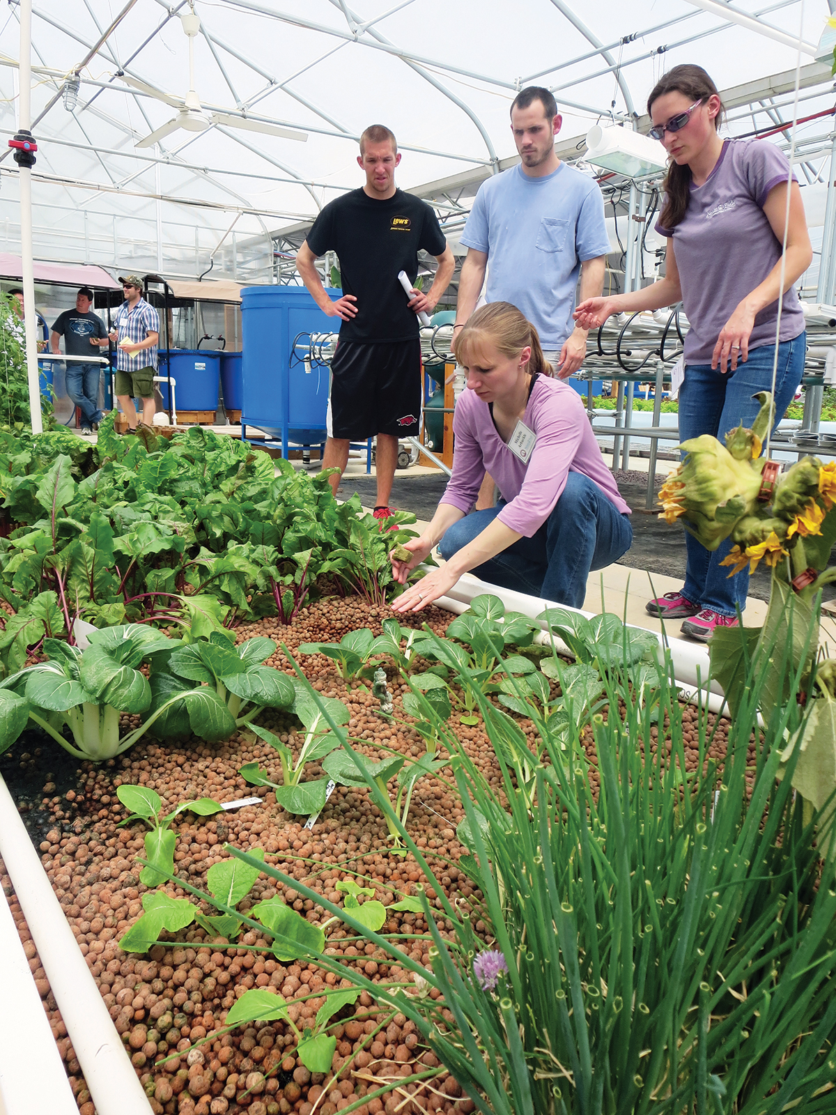 UW-Stevens Point students in the aquaponics program harvest vegetables grown with an aquaponics system.