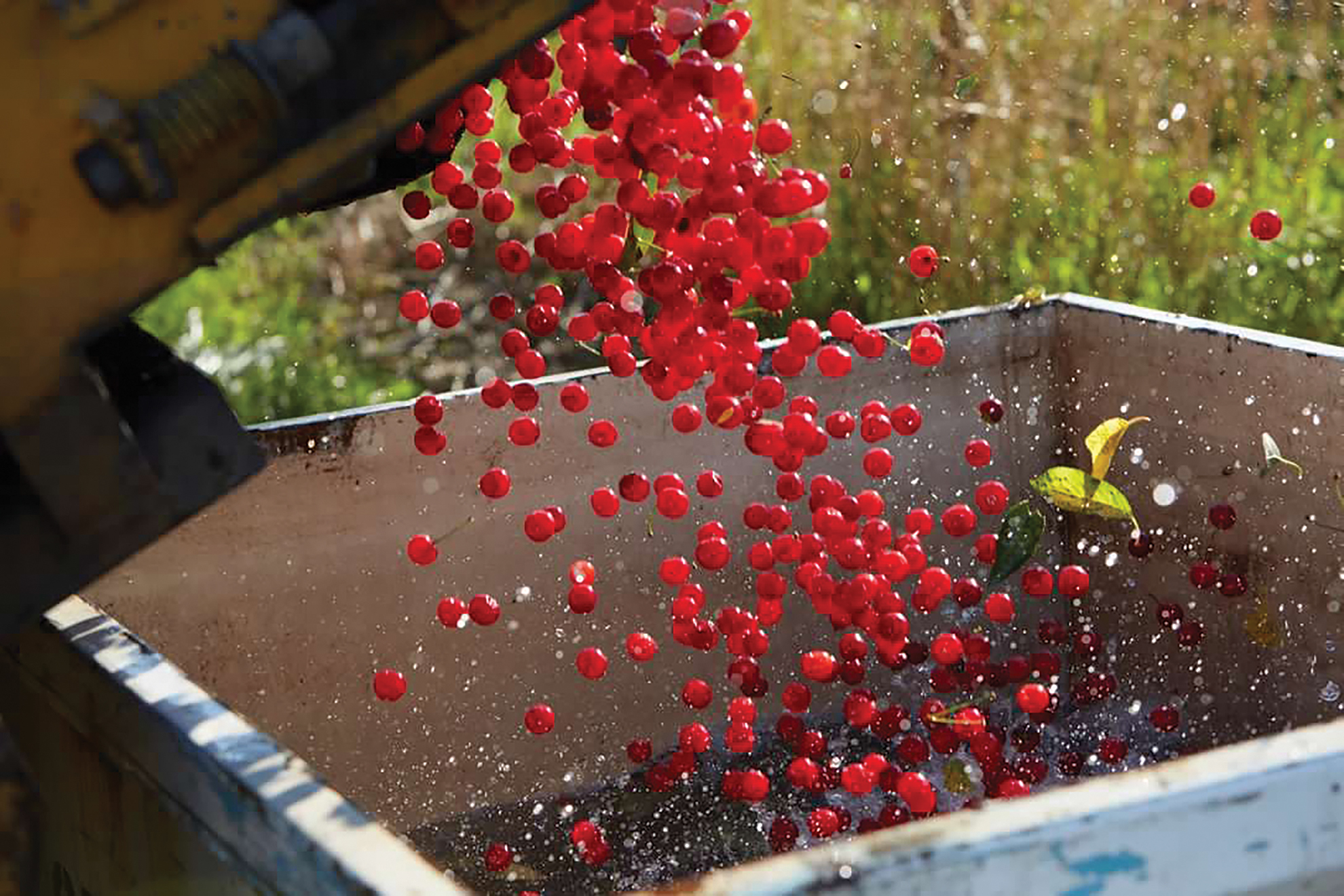 Seaquist Orchards farms 1,300 acres spanning from Sturgeon Bay to Sister Bay and expects to harvest 13 million pounds of tart cherries this season.