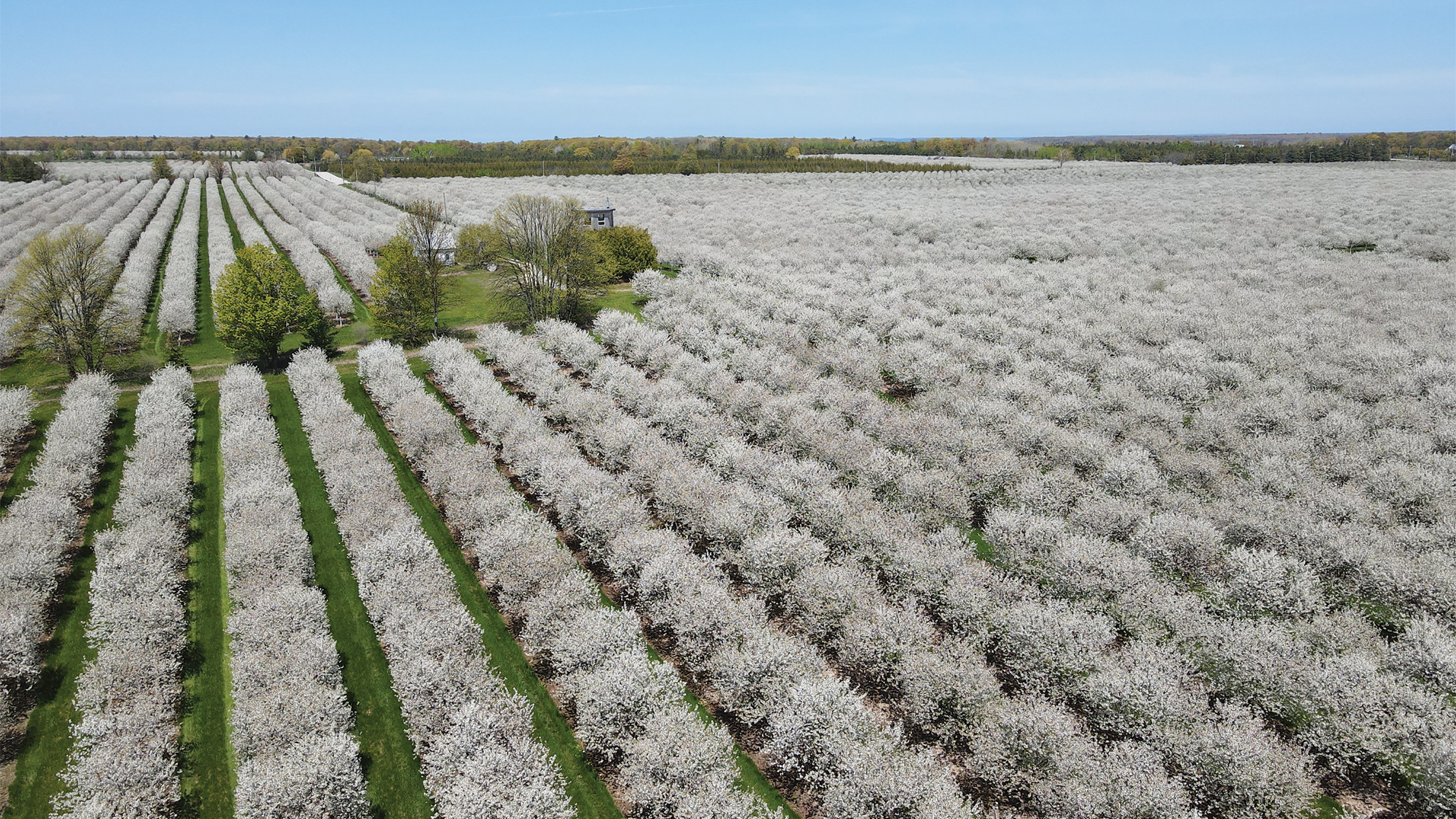 Seaquist Orchards farms 1,300 acres spanning from Sturgeon Bay to Sister Bay and expects to harvest 13 million pounds of tart cherries this season.