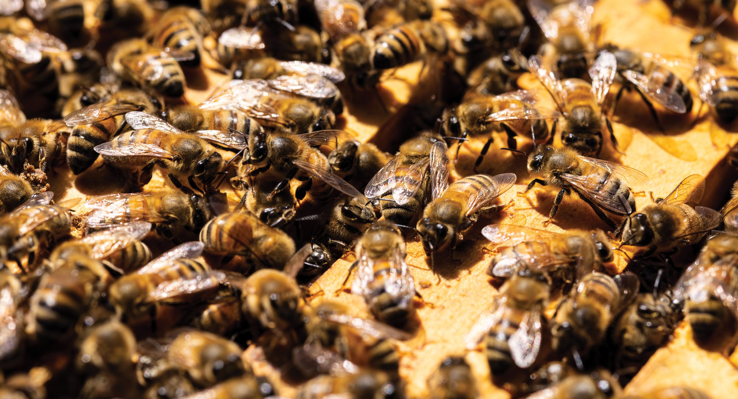 At any given time, Hatch founder and proprietor Chris Roedl maintains between 25 and 60 beehives in Door County. Right, Roedl uses a bee smoker to help calm the insects during hive inspections.