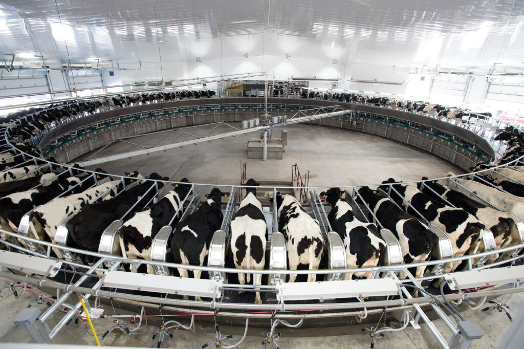 The rotary milking parlor at Kinnard Farms allows for precise and individualized tracking of cow health and productivity. Each cow wears a Fitbit-like device, and the parlor reads and downloads this information each time a cow is milked.