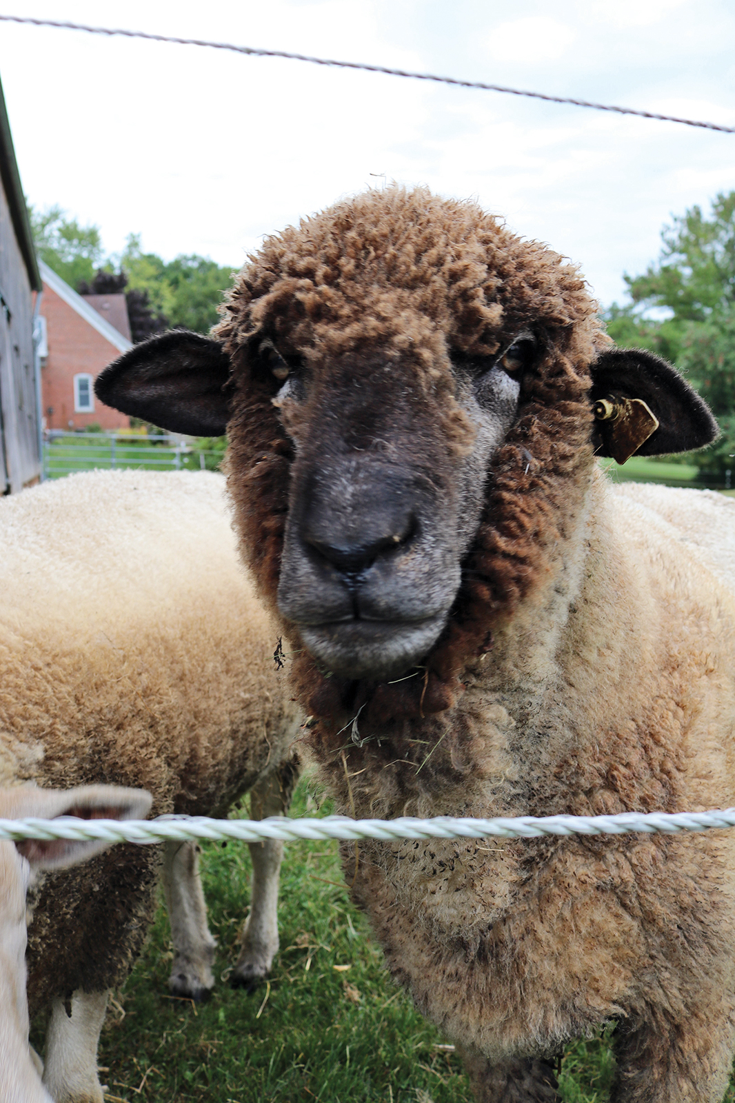 DT_sheep_2872_4C.jpg