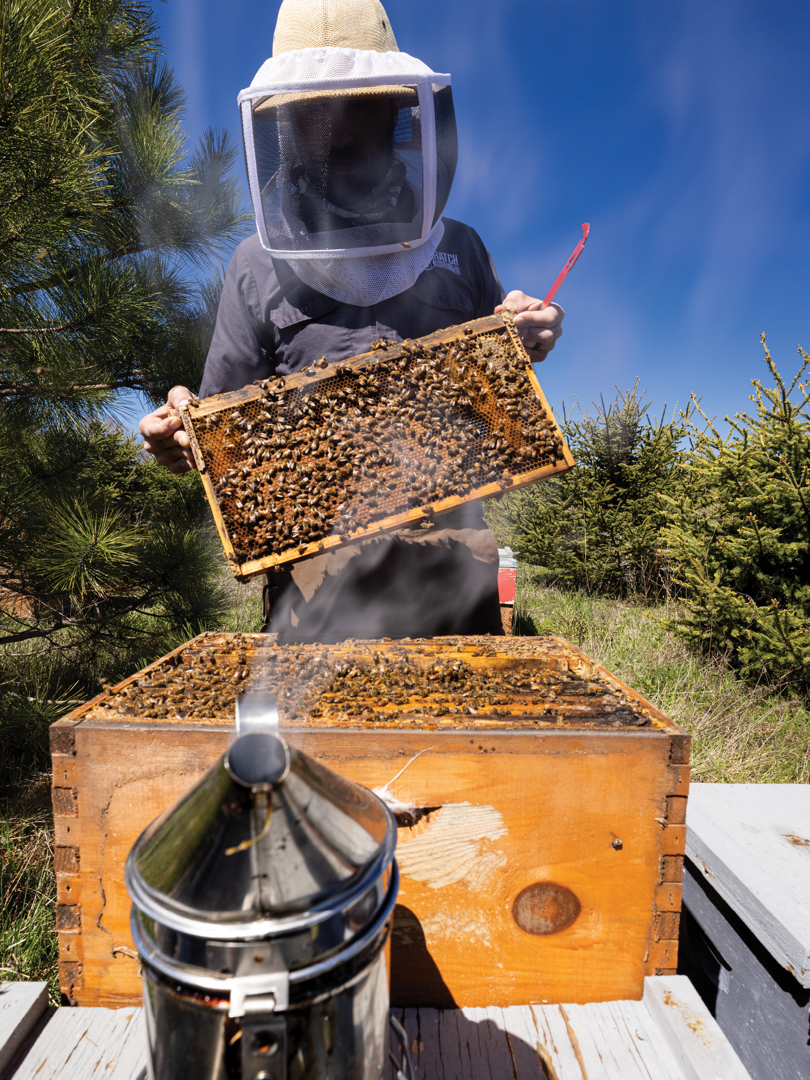 Bee Hive