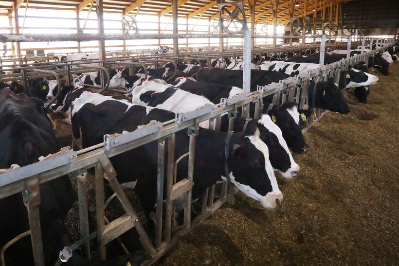 Dairy cows are seen at a concentrated animal feeding operation, or CAFO, in Buffalo County, Wis. Between 2012 and 2017, the number of animals living on factory farms in the U.S. grew by 14%, even as the overall number of operations shrank. (Coburn Dukehart / Wisconsin Watch)