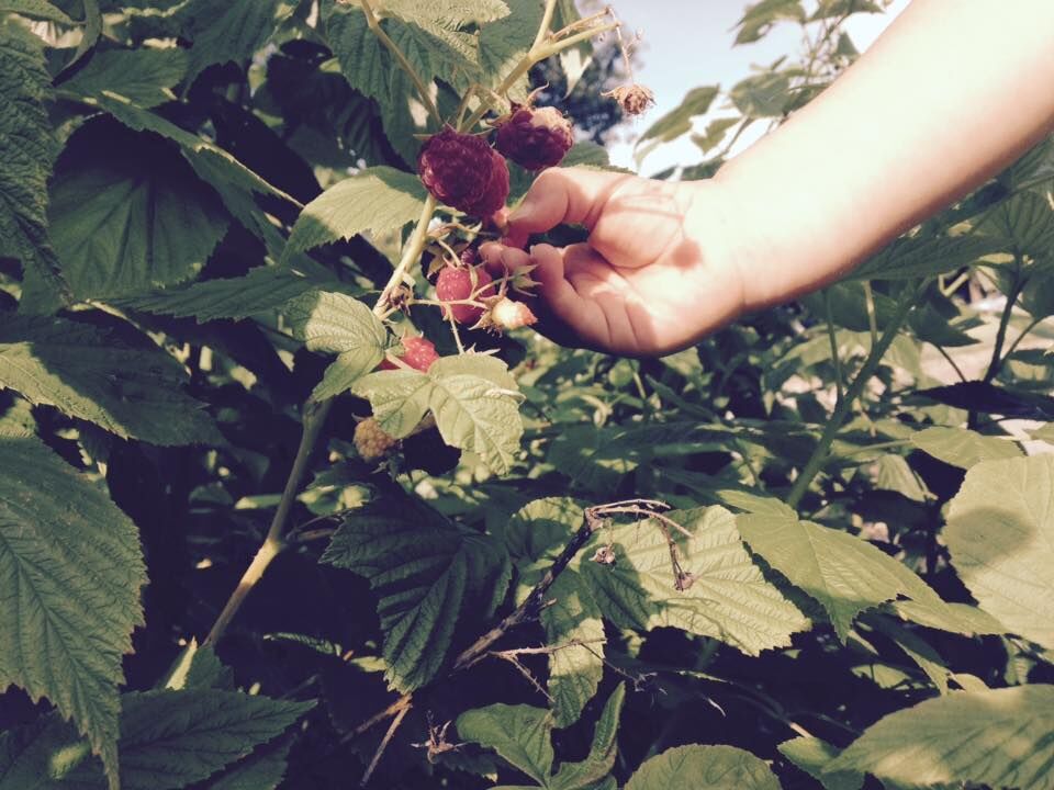 Picking fruit