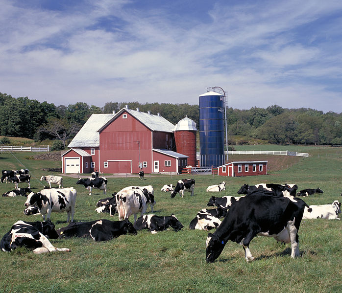 Dairy cows