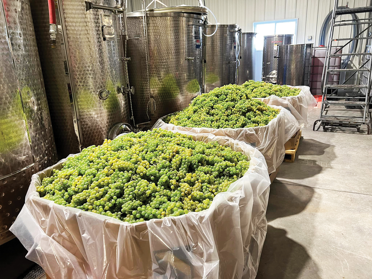 Cold Country Wines & Vines grows grapes on 10,000 vines over 16 acres.