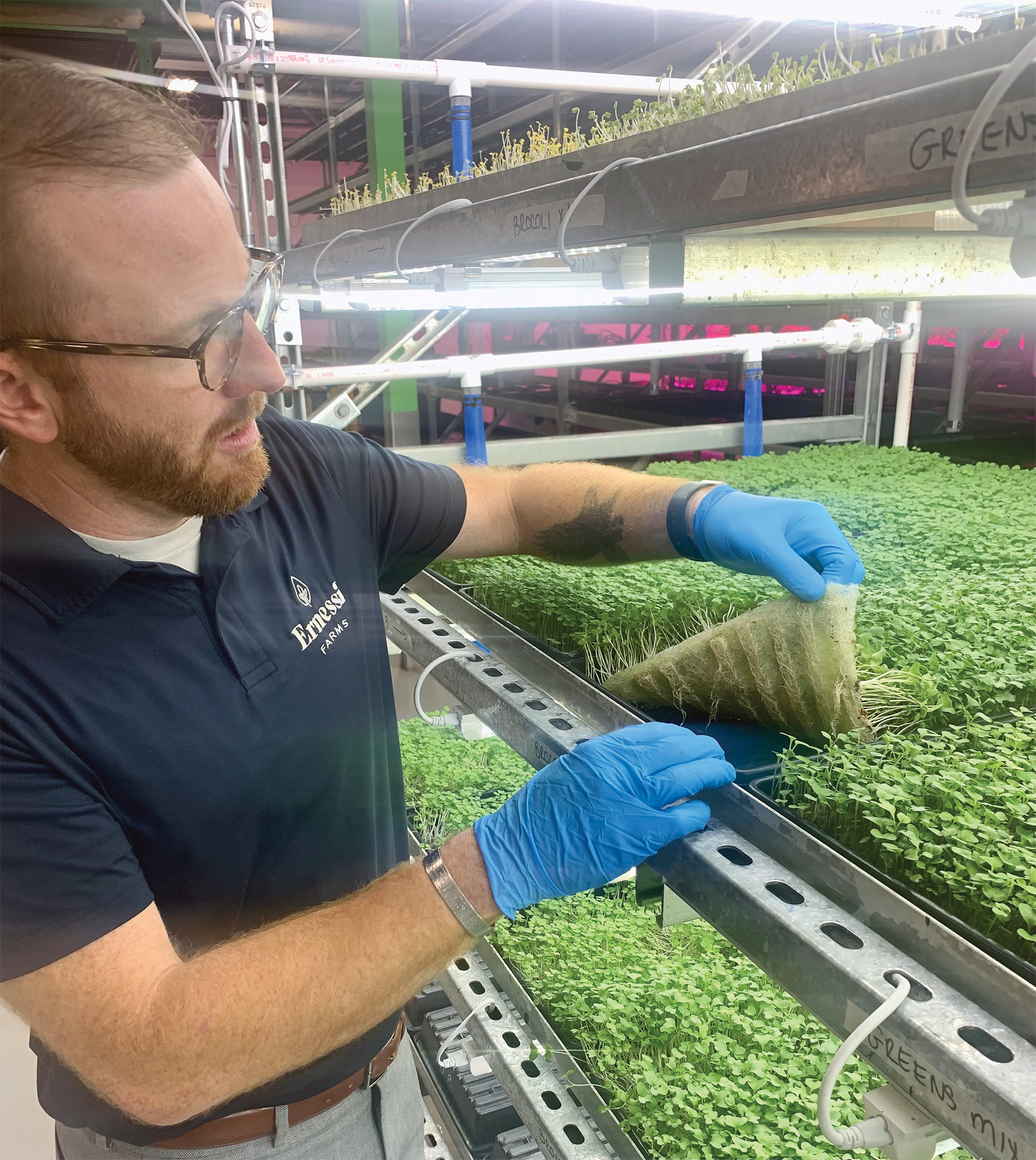 SM BIZ_Ernessi microgreens.jpg