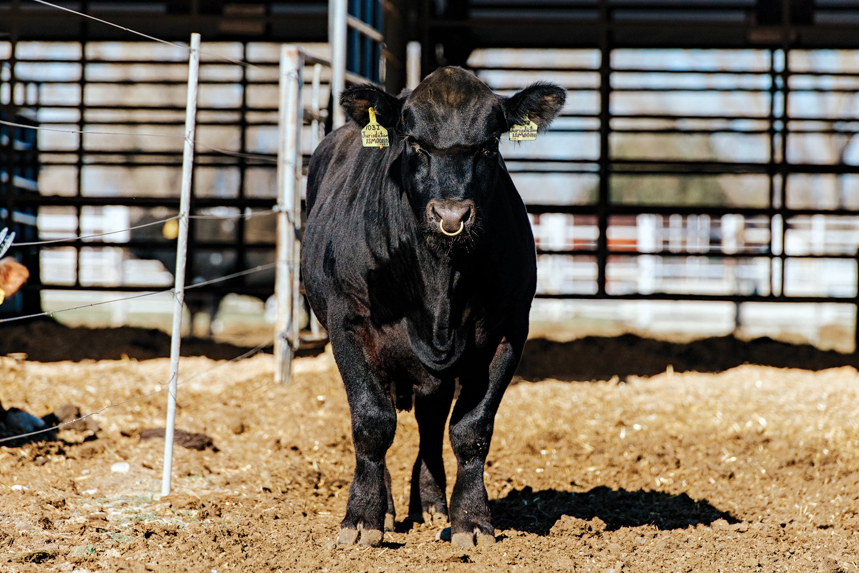 IOB_cvr_Nov2023_GENEX_543318202-genex-bull.jpg