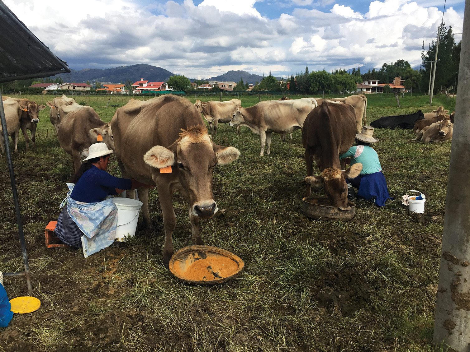 Since 2018, GENEX has worked with 33 cooperatives with more than 3,000 members in Peru and South Africa.