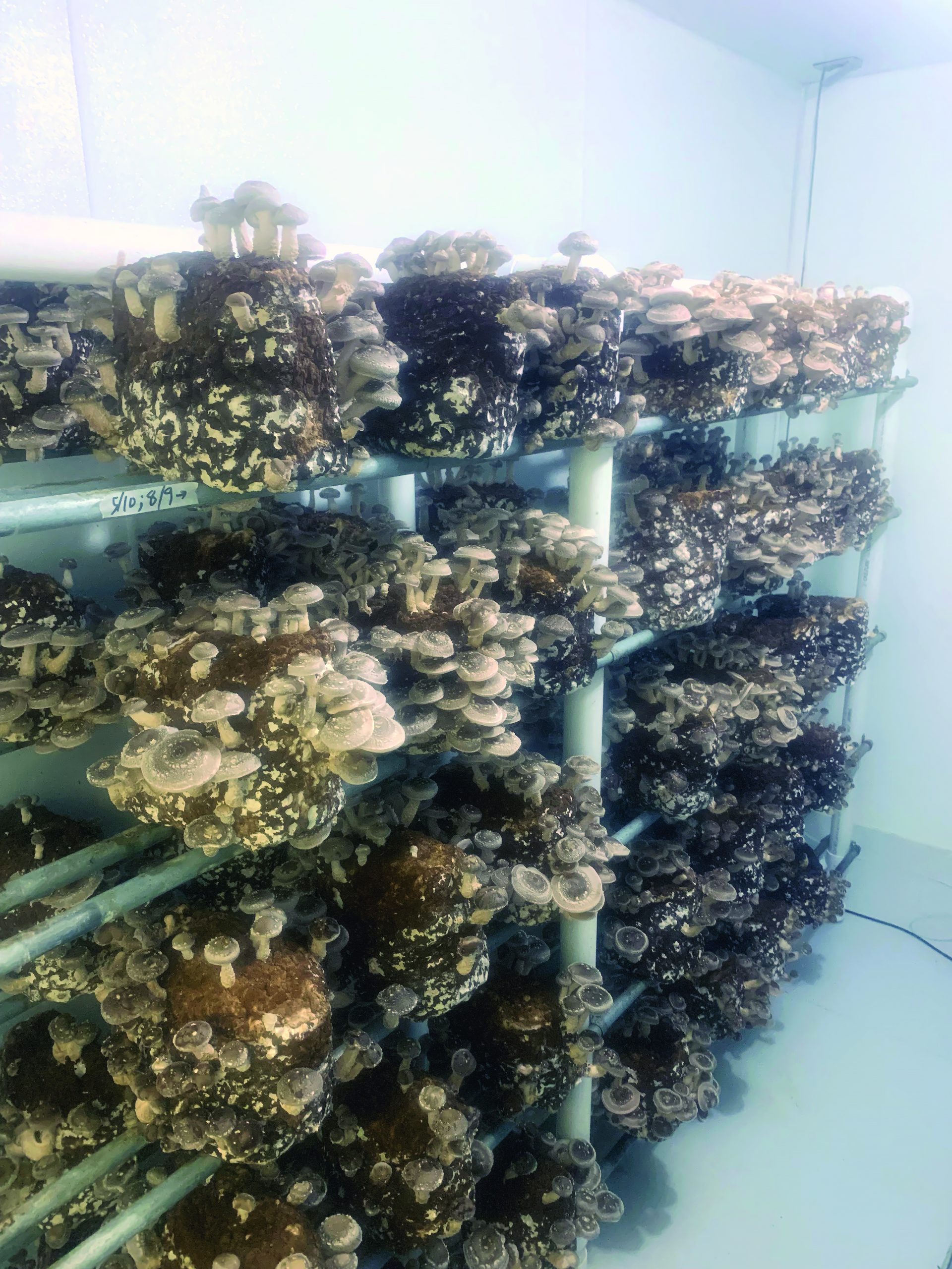 SM BIZ_Ernessi shroom room 2.jpg