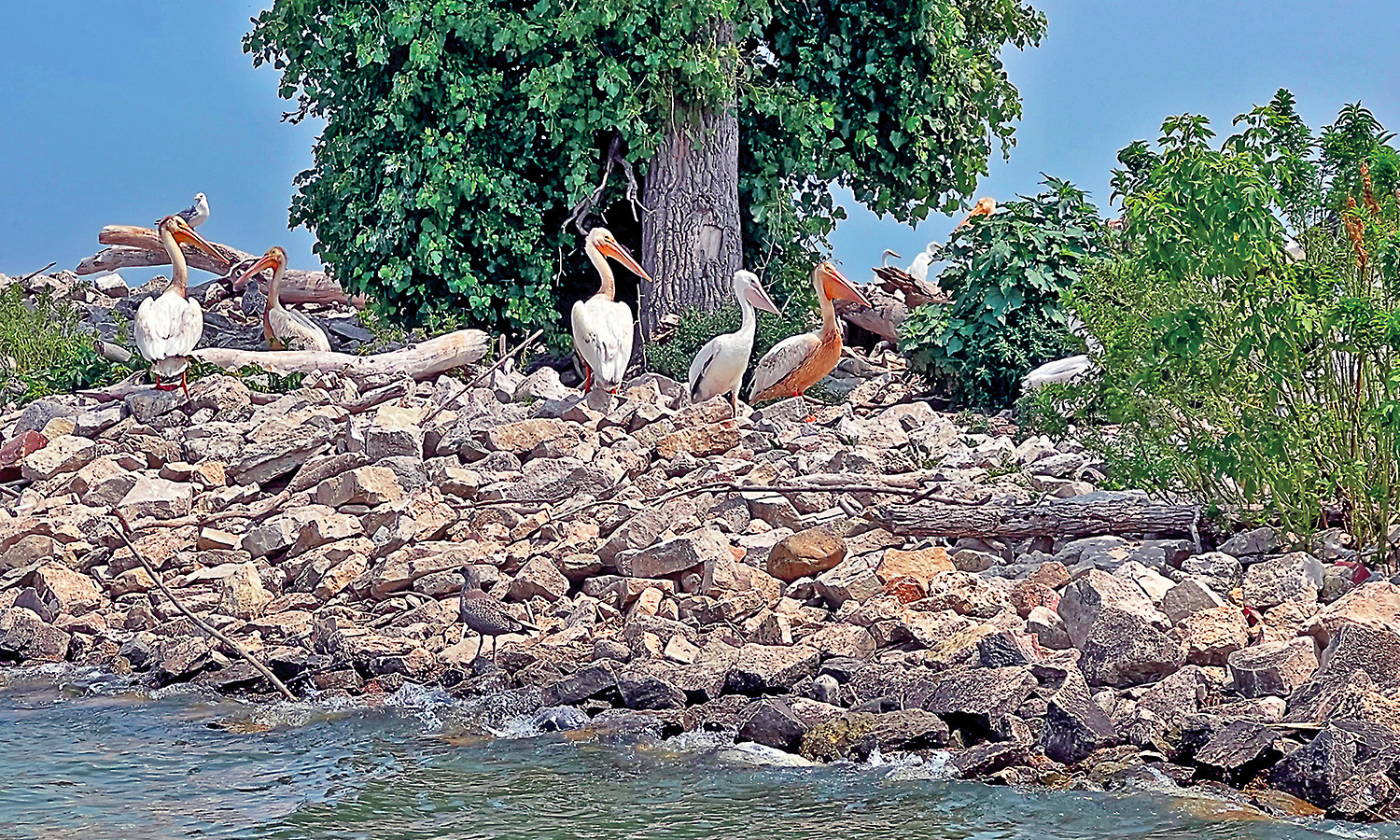 Green Bay Estuary