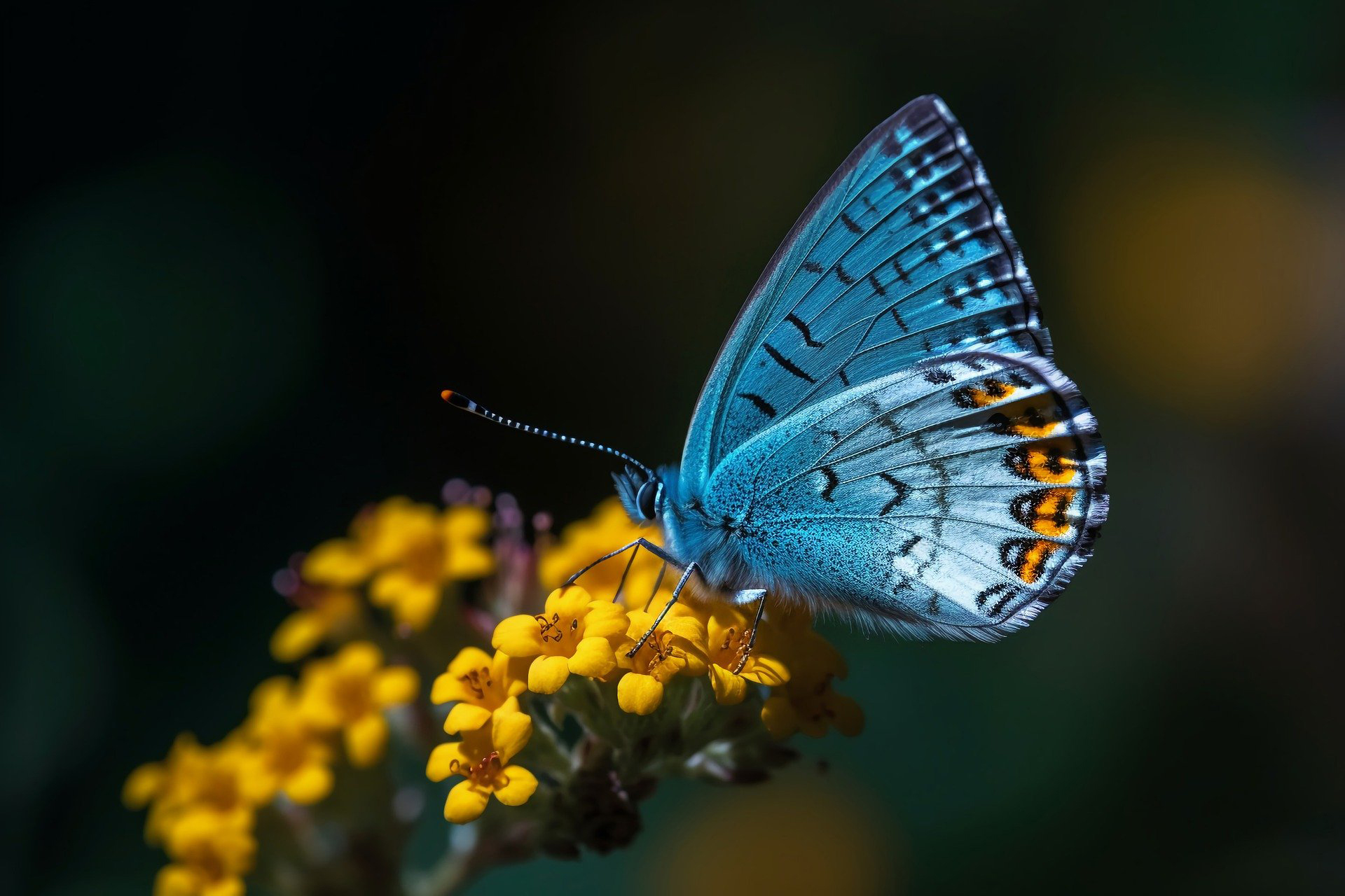 TECH_butterfly-gafbf5e91b_1920.jpg