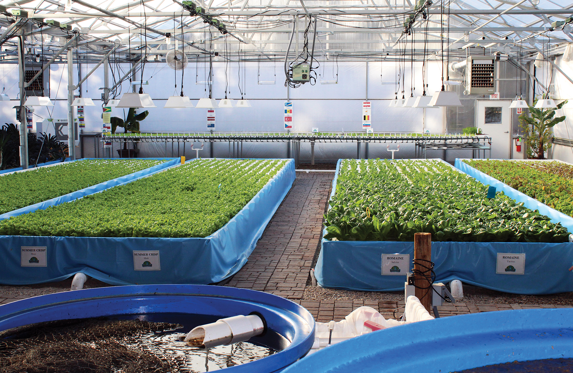 Nelson & Pade was named a 2021 Wisconsin Innovation Award winner for its aquaponic farming and gardening systems.