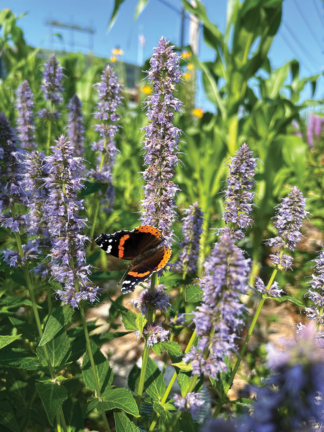 Behnke Lambeau butterfly_IMG_0548.jpg