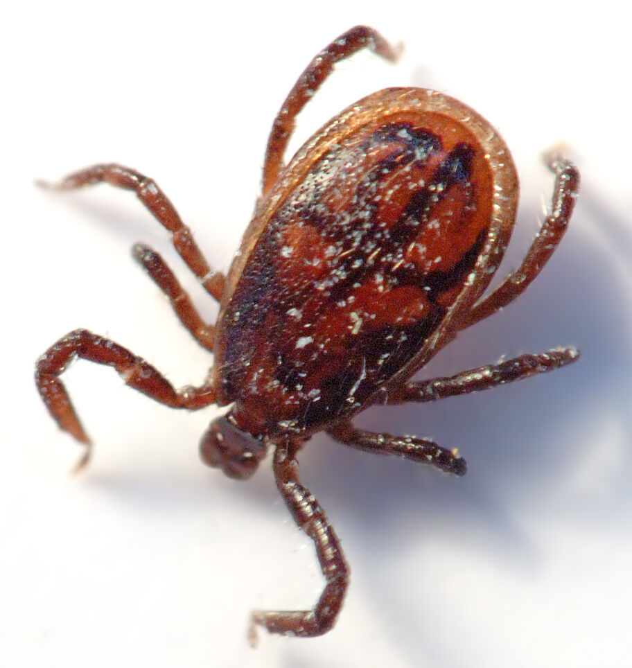 Tick