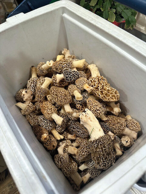 DT_morel harvest_image009.jpg