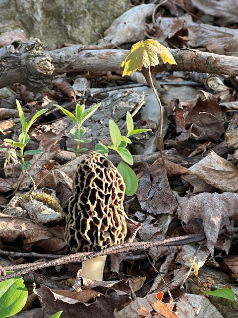 DT_morel sunshine_image008.jpg